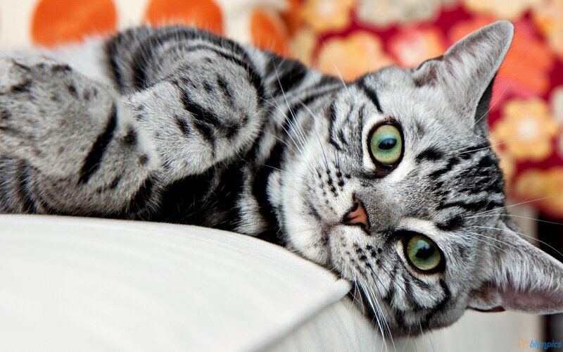 Silver Tabby Cat — Gray, Relaxed, Photograph, Couch, Pillow, Floral Pattern