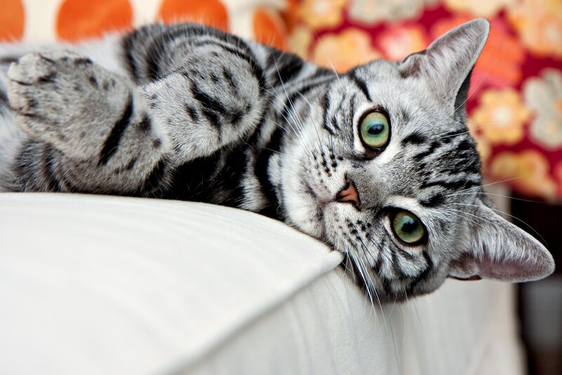 Silver Tabby Cat — Gray, Relaxed, Photograph, Couch, Pillow