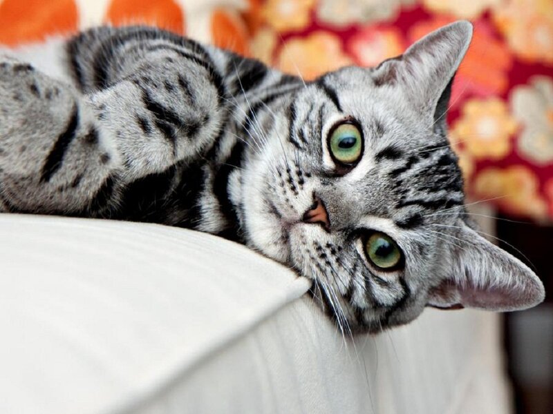 Silver Tabby Cat — Gray, Relaxed, Photograph, Couch