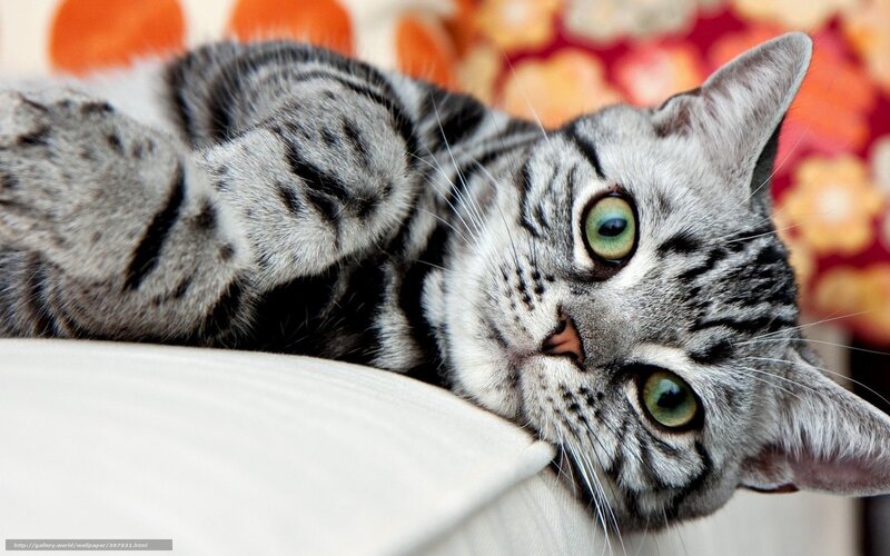 Silver Tabby Cat — Gray, Relaxed, Photograph, Pillow, Couch, Floral Pattern