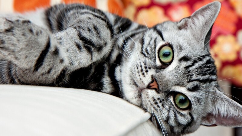 Silver Tabby Cat — Gray, Relaxed, Photograph, Pillow, Couch