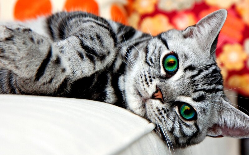 Silver Tabby Cat — Gray, Relaxed, Photograph, Pillow