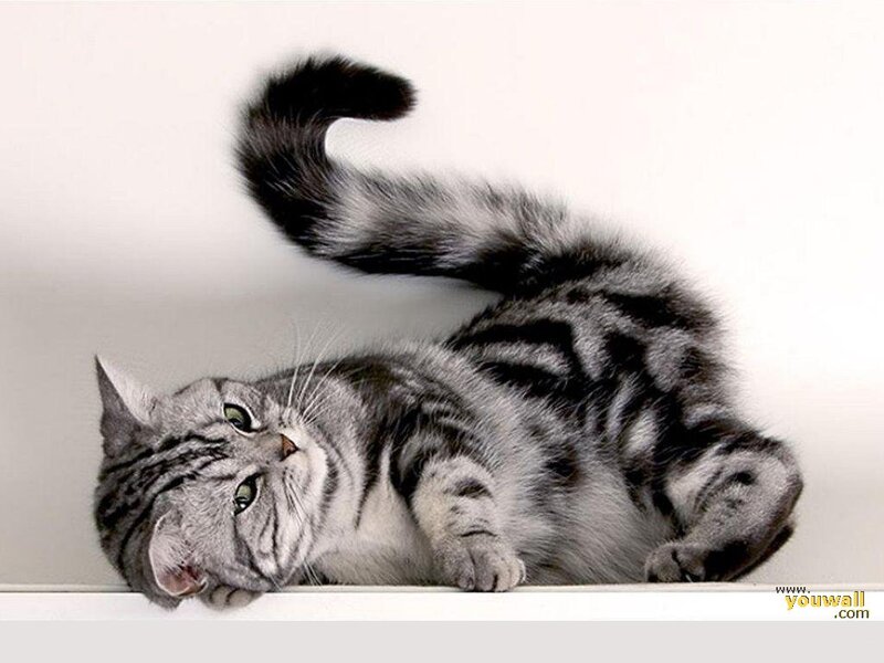 Silver Tabby Cat — Gray, Relaxed, Photograph, Tail