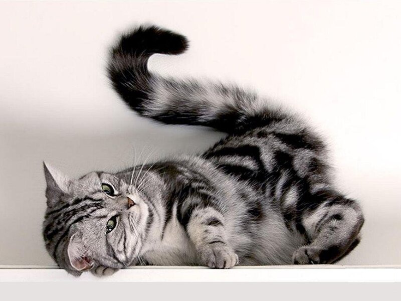 Silver Tabby Cat — Gray, Relaxed, Photograph, Wall