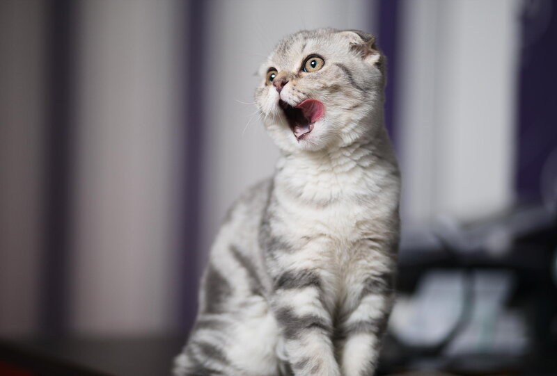 Silver Tabby Cat — Gray, Surprised