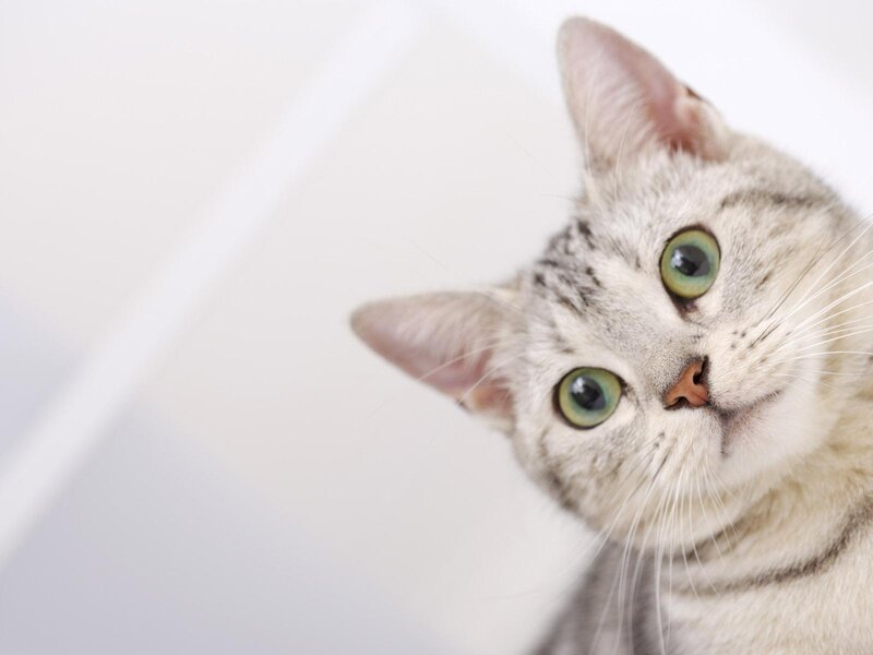 Silver Tabby Cat — Gray