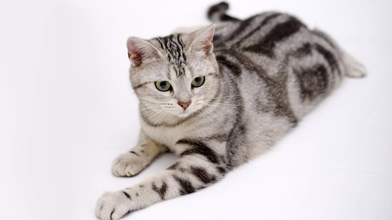 Silver Tabby Cat — Gray, White