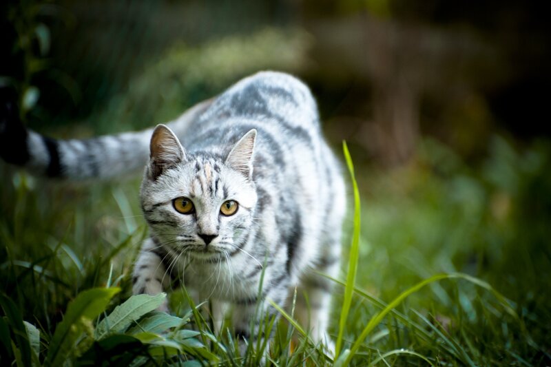 Silver Tabby Cat — Green, Alert, Afternoon, Photograph