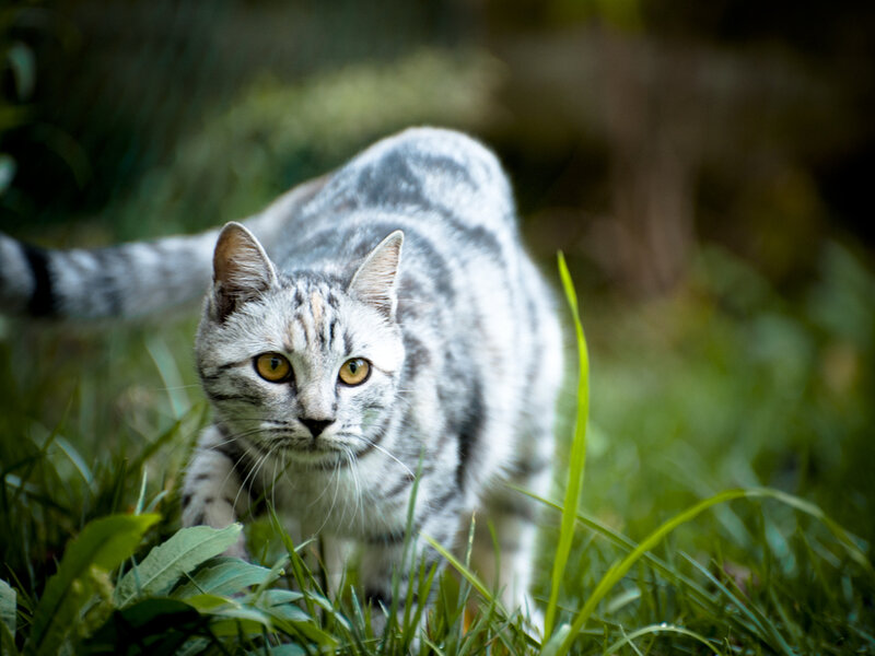 Silver Tabby Cat — Green, Alert