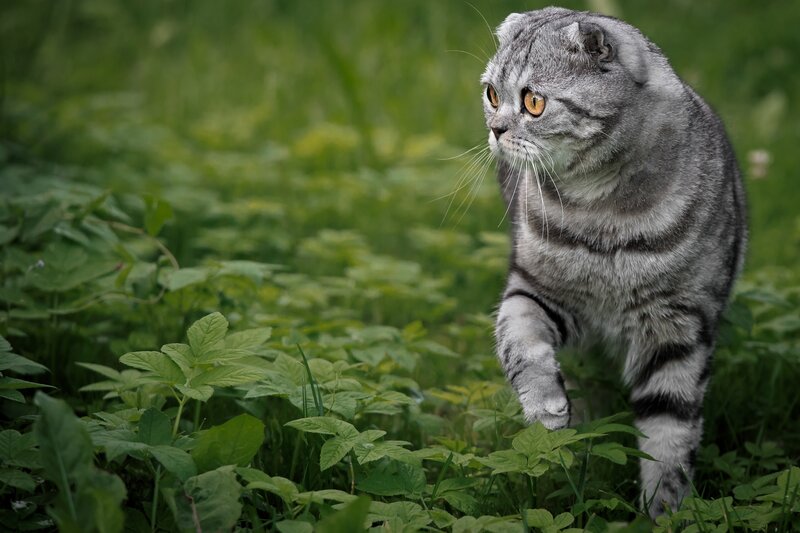 Silver Tabby Cat — Green, Calm