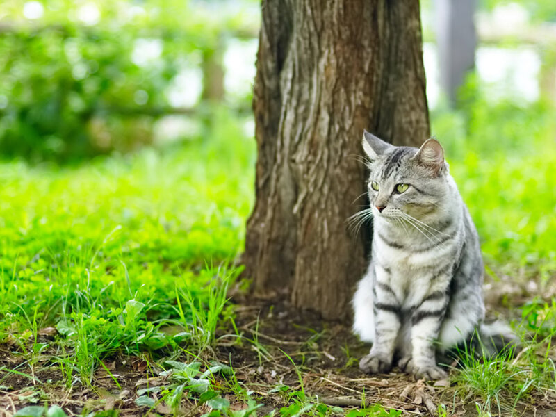 Silver Tabby Cat — Green