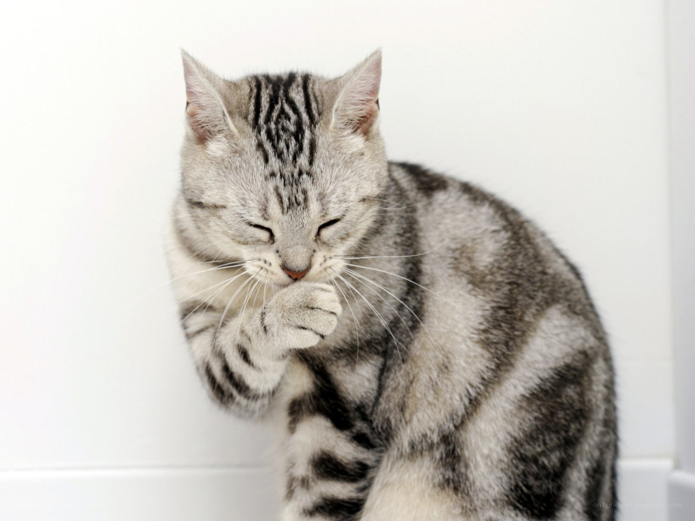 silver tabby cat grooming