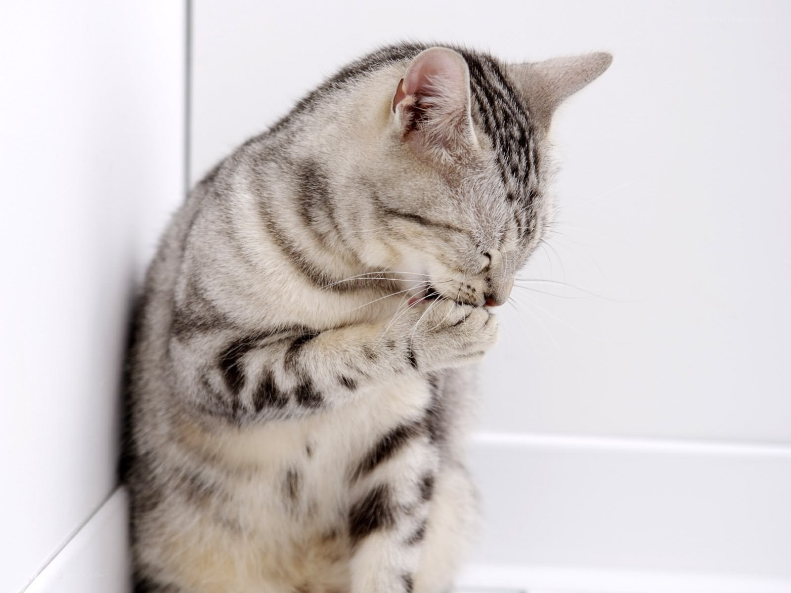 silver tabby cat grooming