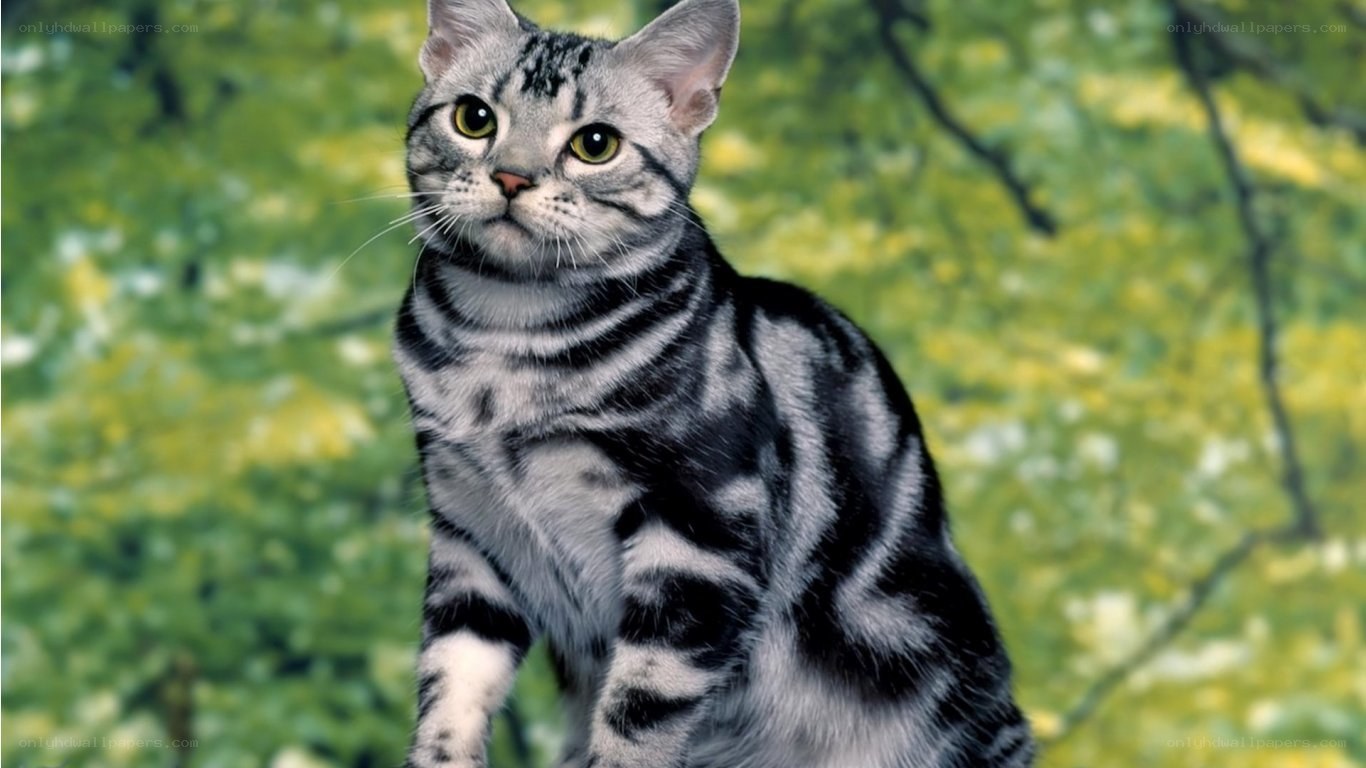 silver tabby cat in garden