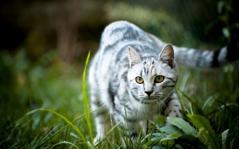 silver tabby cat in grass