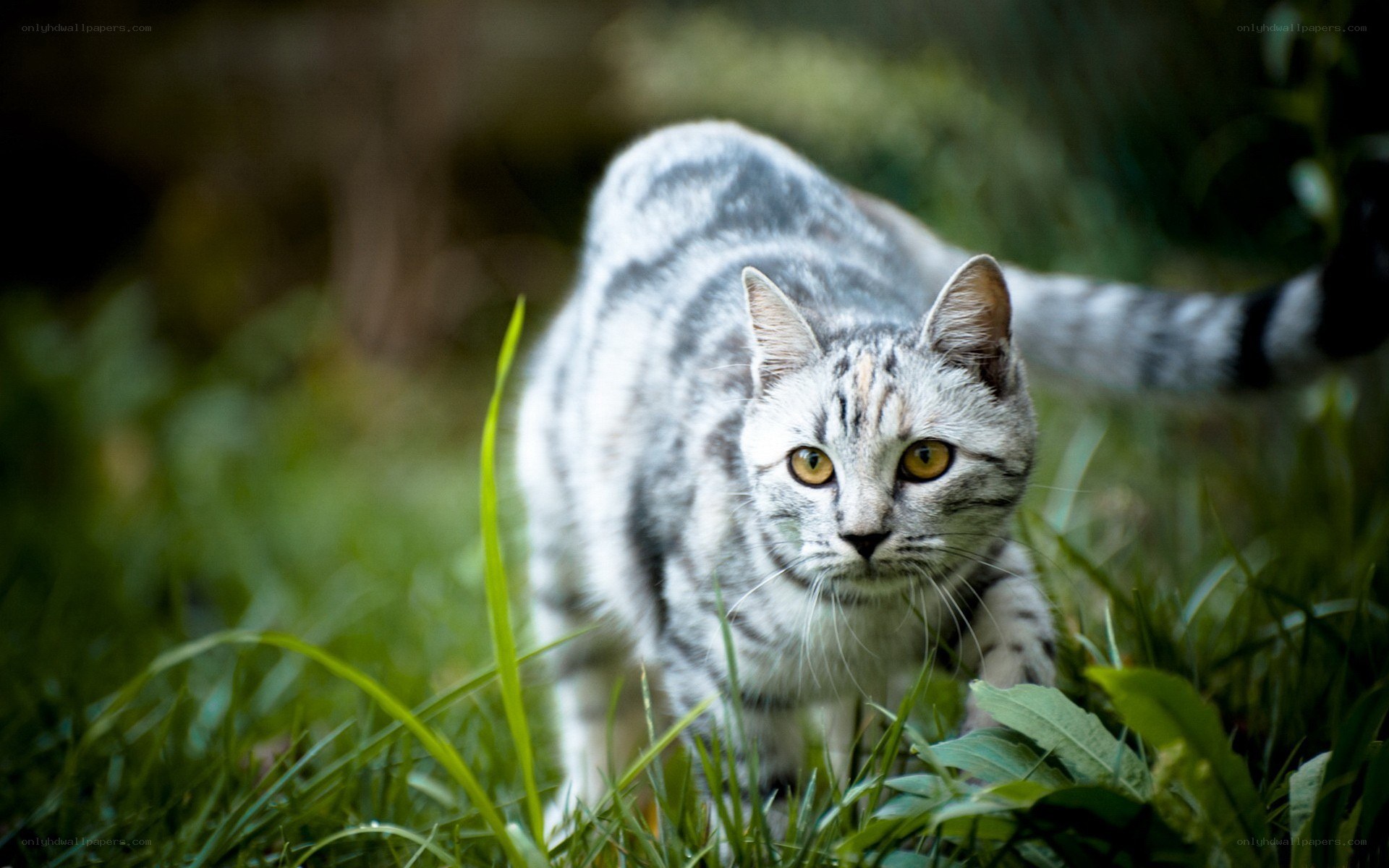 silver tabby cat in grass
