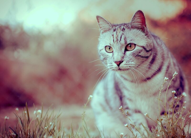 silver tabby cat in grass