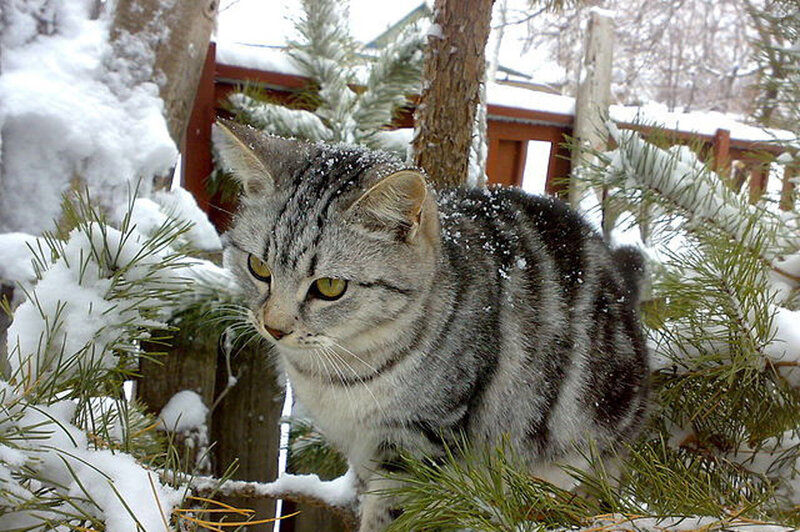 Silver Tabby Cat in Snow — Gray