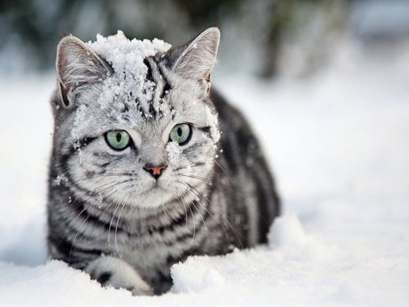 Silver Tabby Cat in Snow