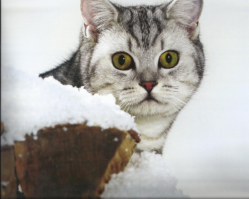 Silver Tabby Cat in Snow — White