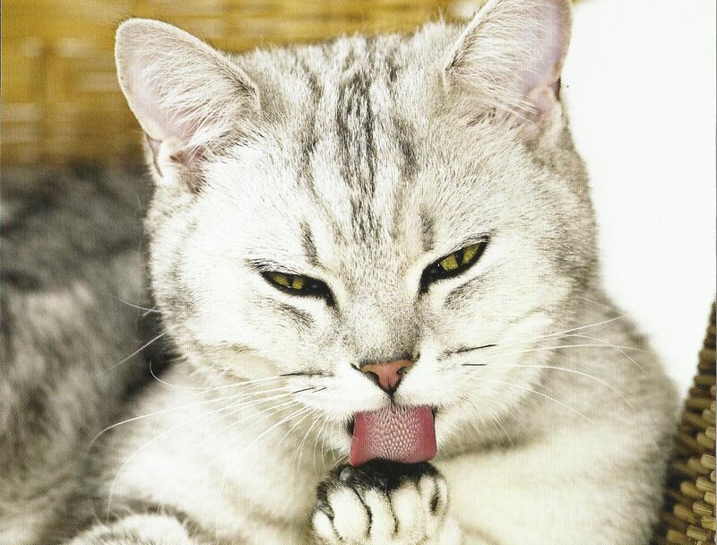 Silver Tabby Cat Licking