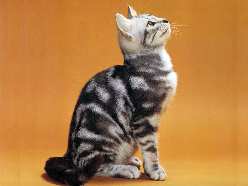silver tabby cat looking up