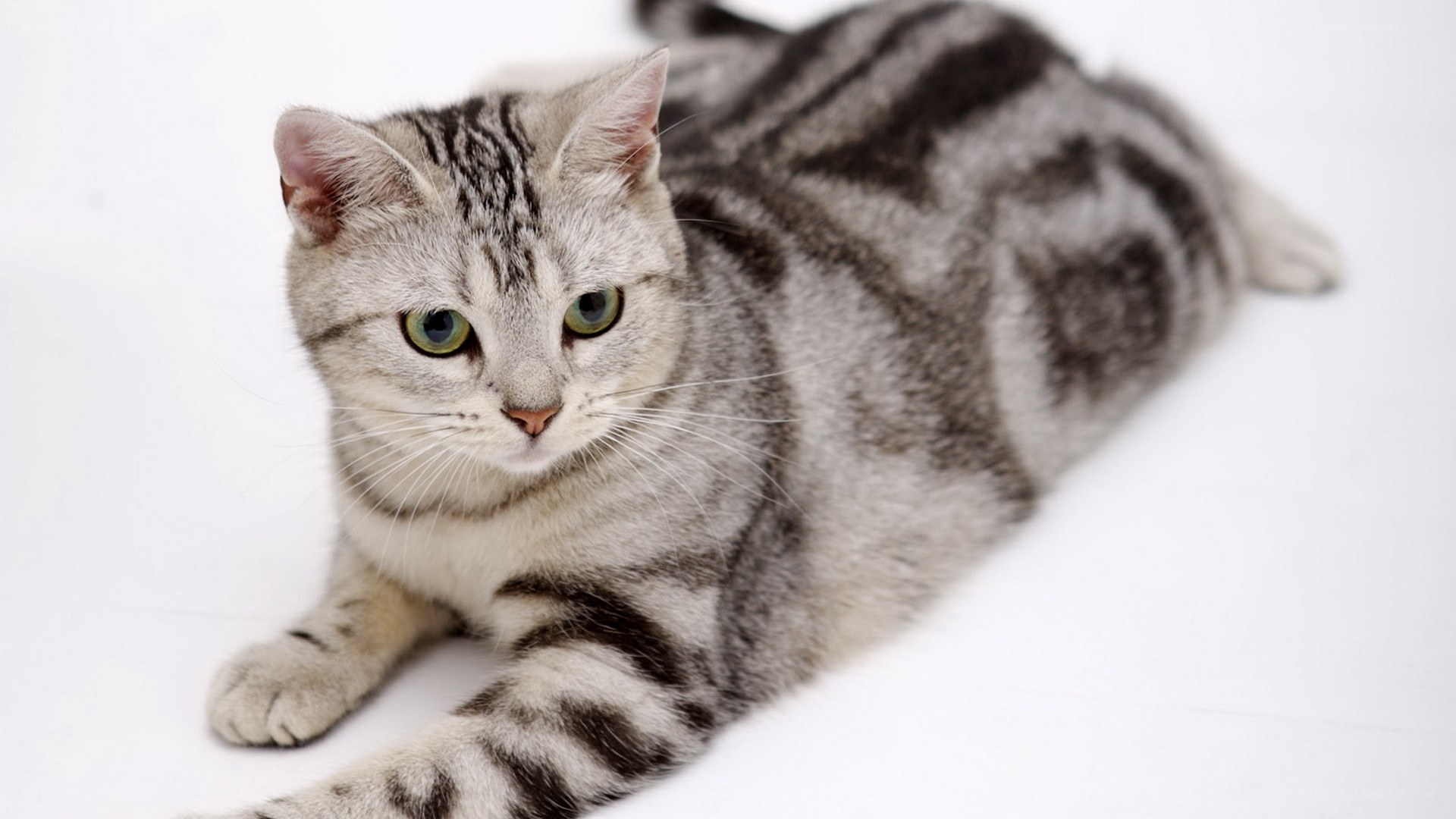 silver tabby cat lying down