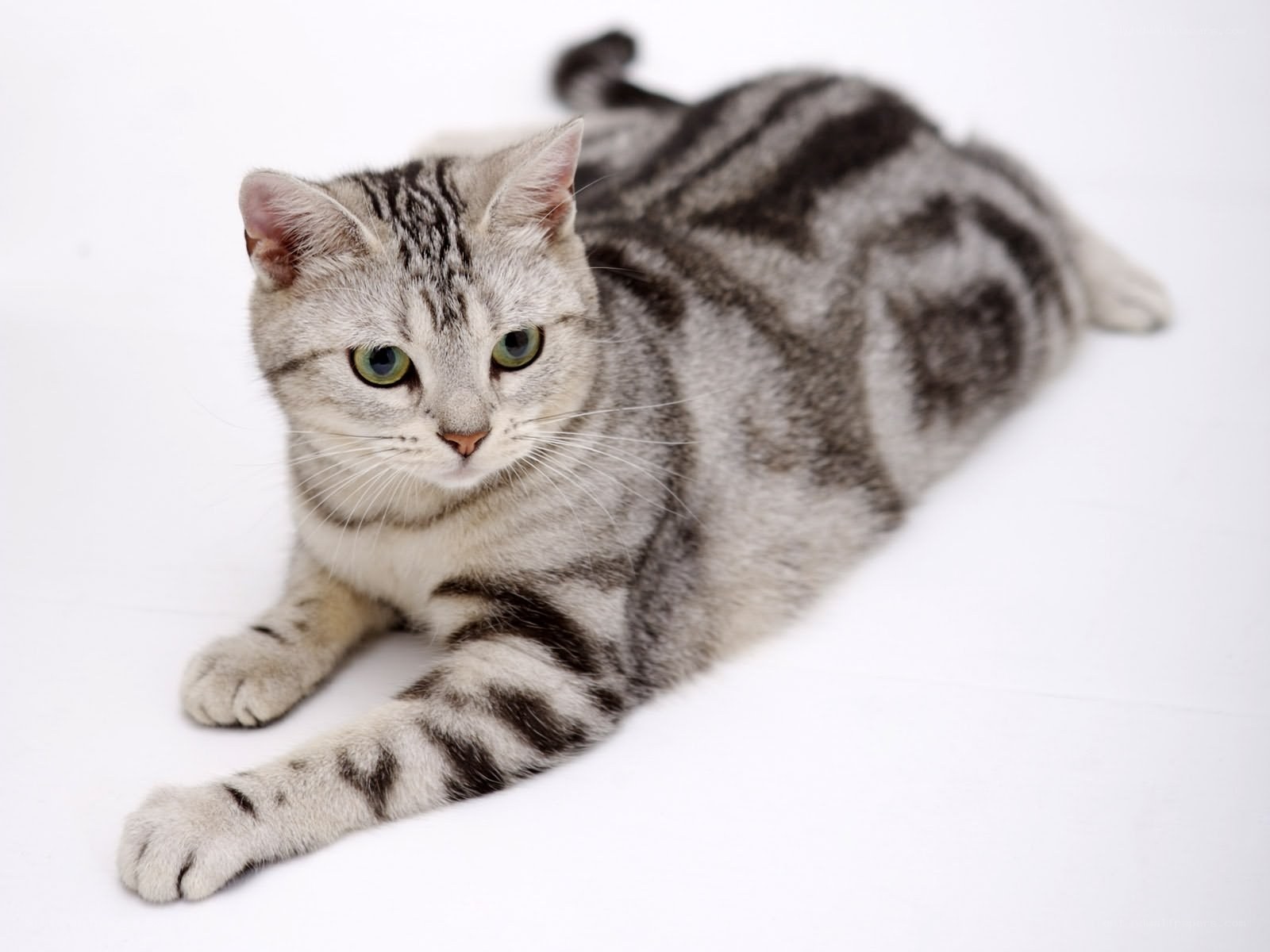 silver tabby cat lying down