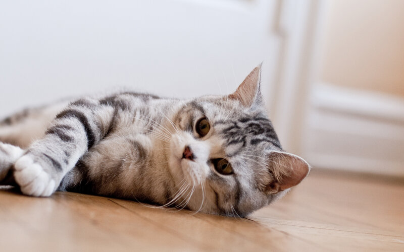 Silver Tabby Cat Lying — Gray