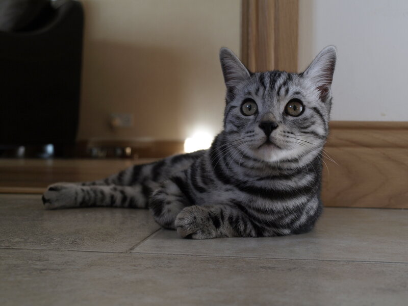 silver tabby cat lying on floor