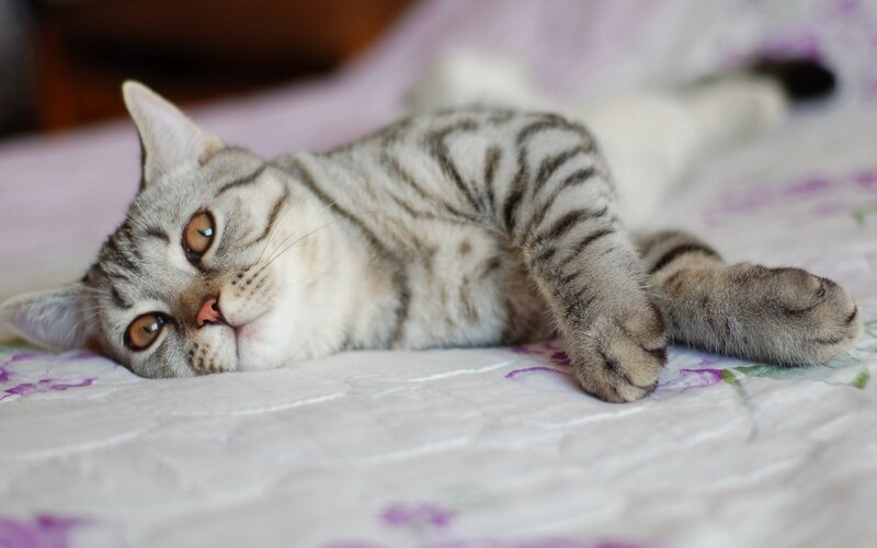 Silver Tabby Cat Lying — White