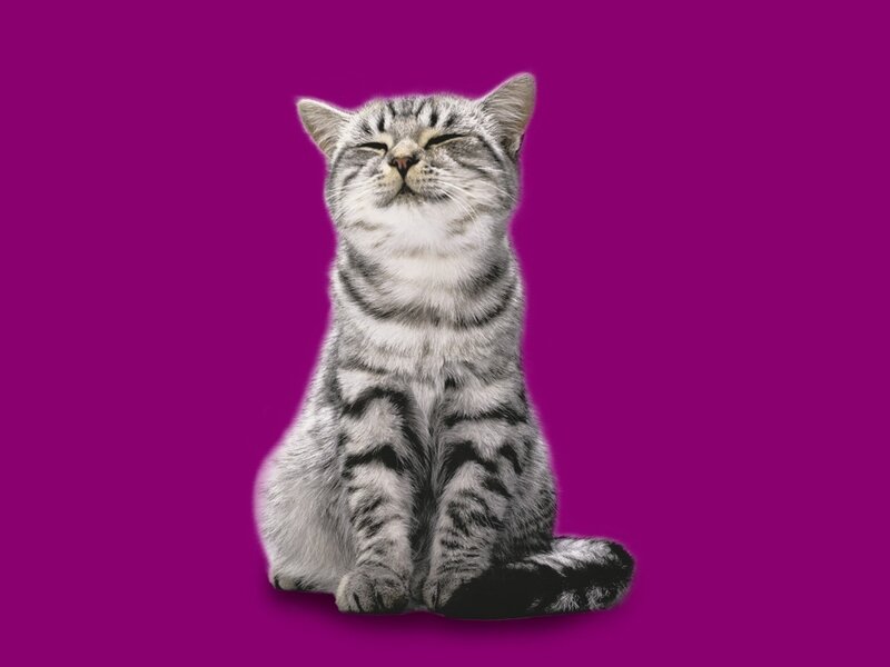 Silver Tabby Cat — Magenta