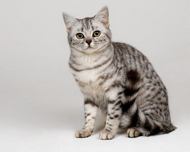 Silver Tabby Cat — Neutral, Photograph