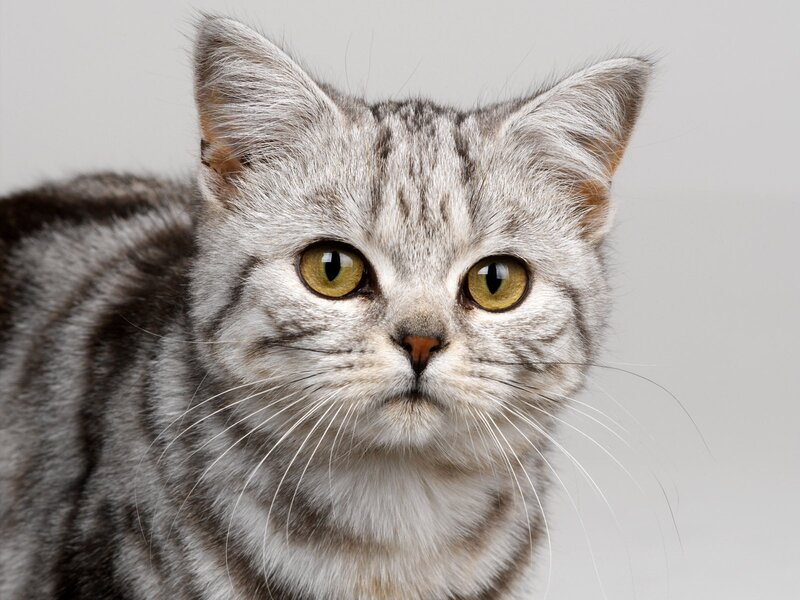 Silver Tabby Cat — Neutral