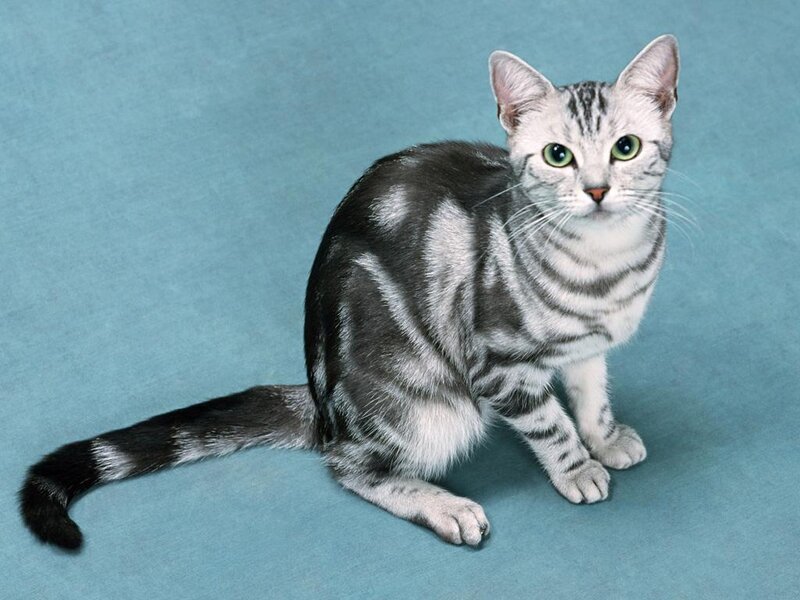 silver tabby cat on blue