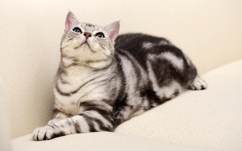 silver tabby cat on couch