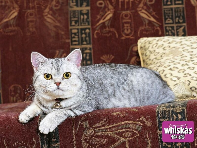 silver tabby cat on couch