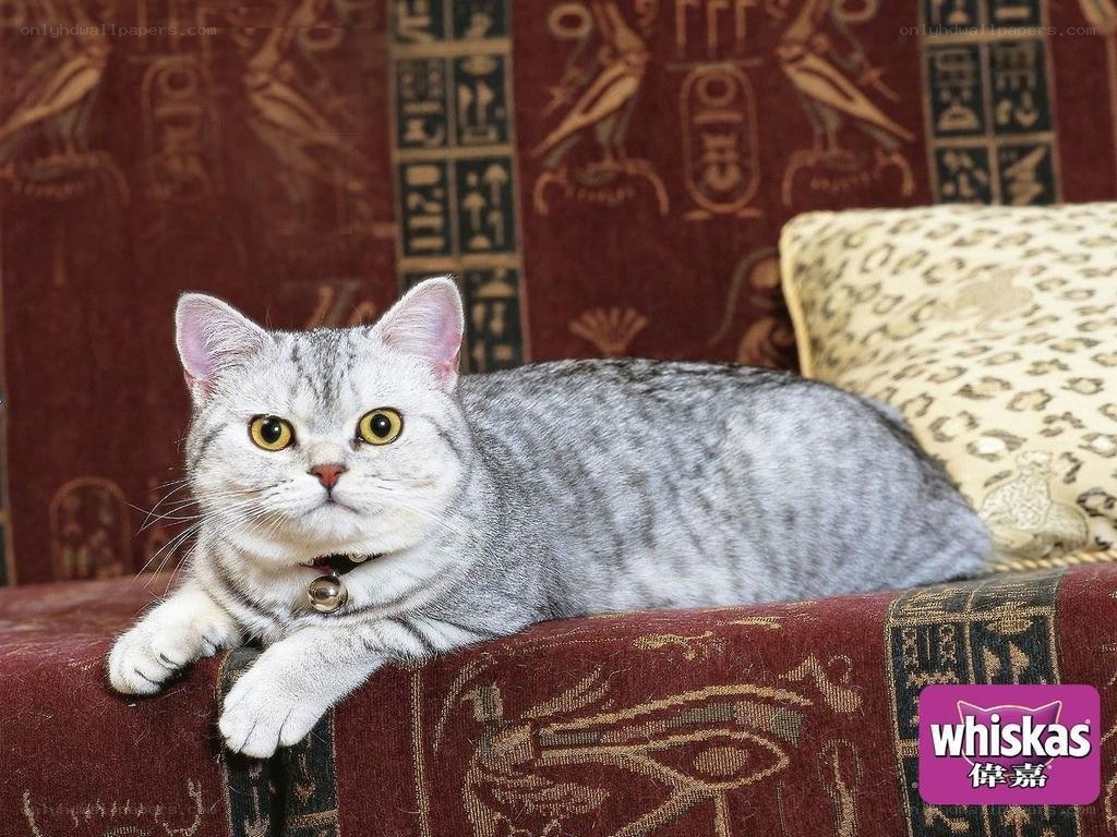 silver tabby cat on couch