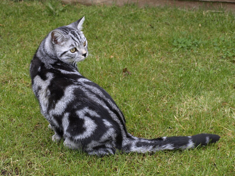 silver tabby cat on grass
