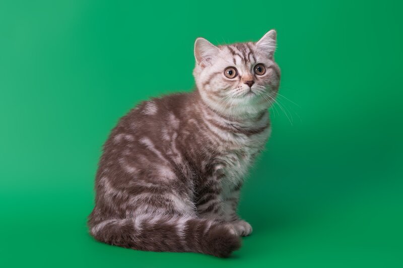 silver tabby cat on green
