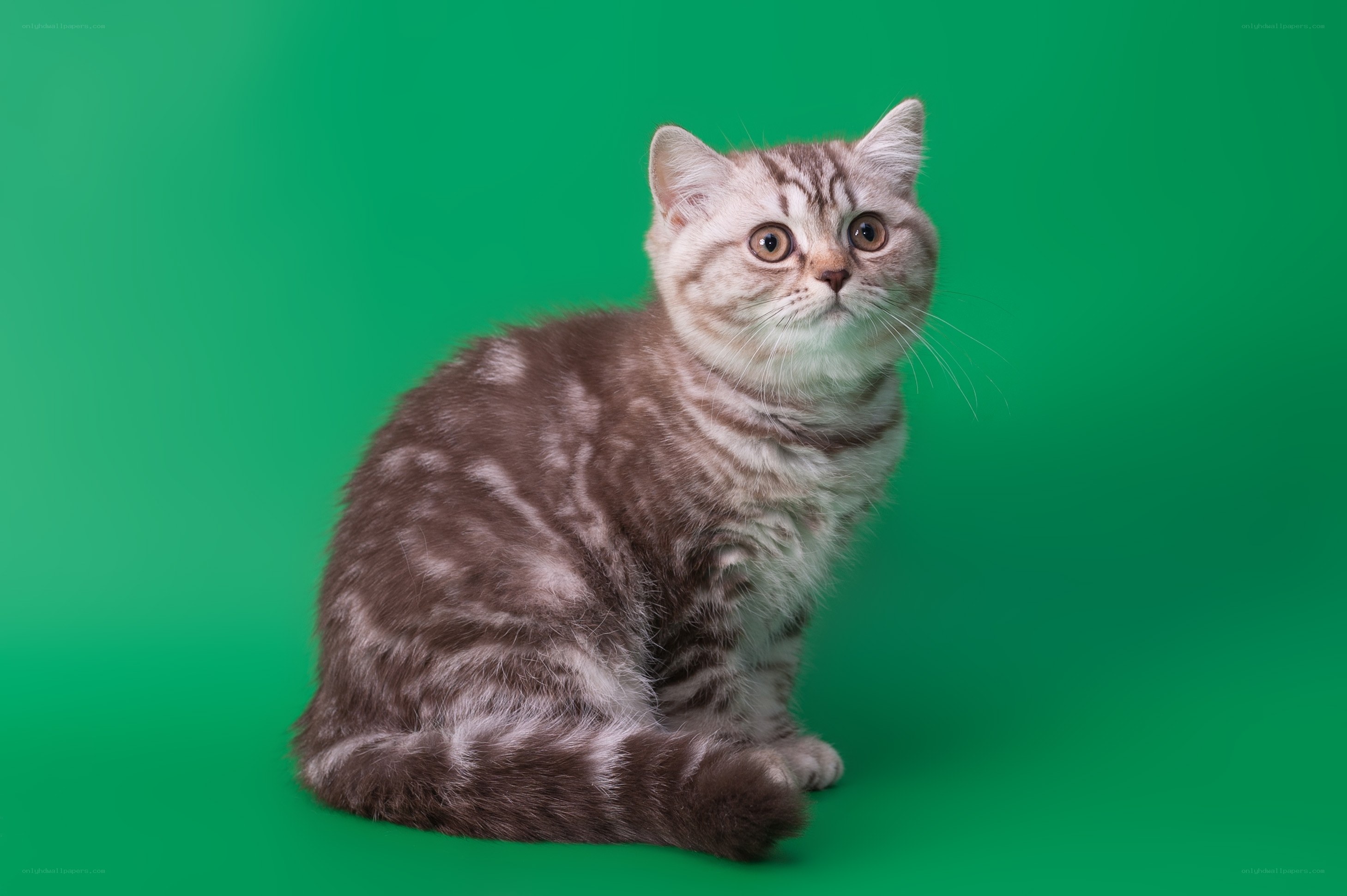 silver tabby cat on green
