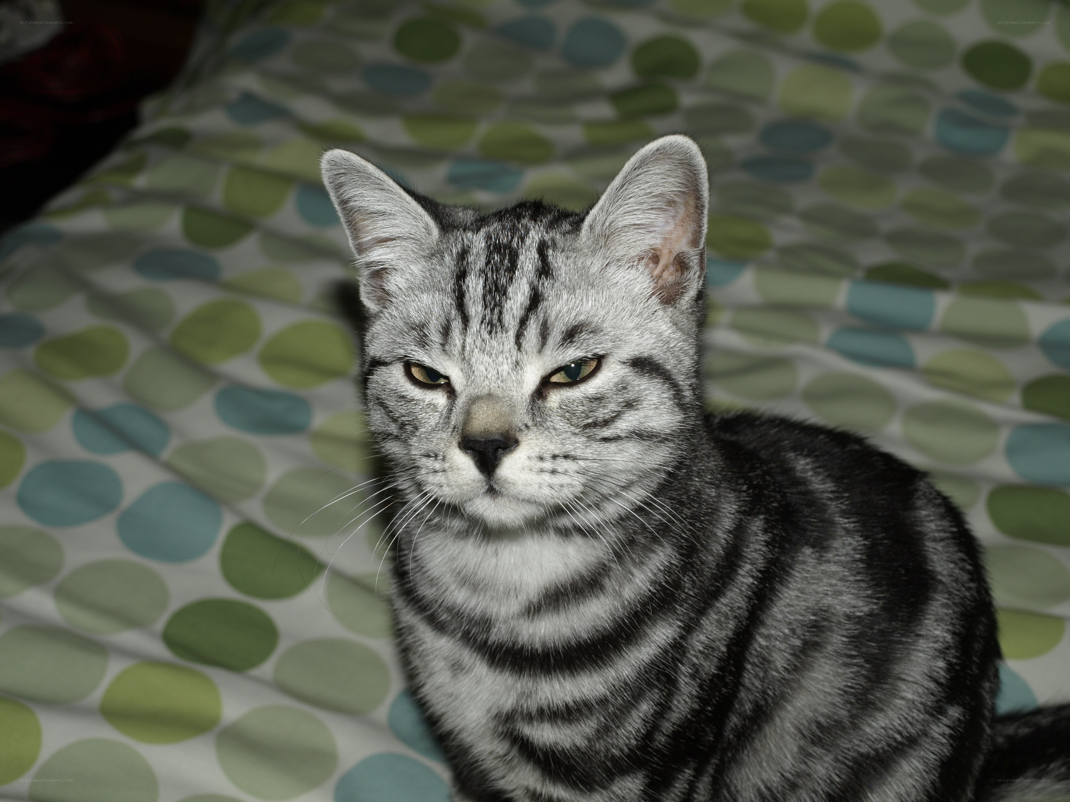 silver tabby cat on patterned bed