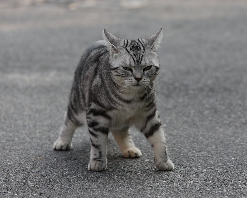 silver tabby cat on pavement