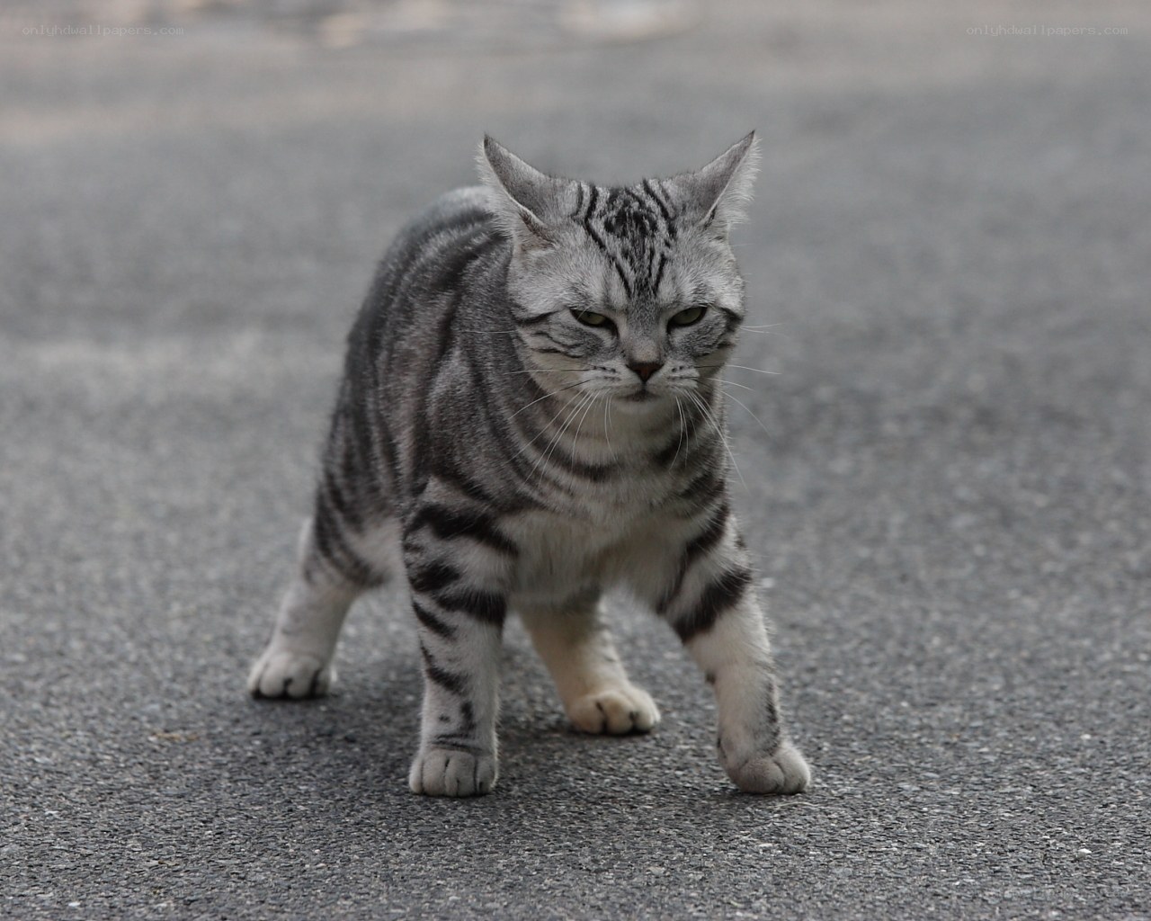 silver tabby cat on pavement