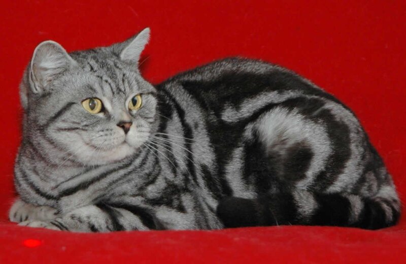 silver tabby cat on red