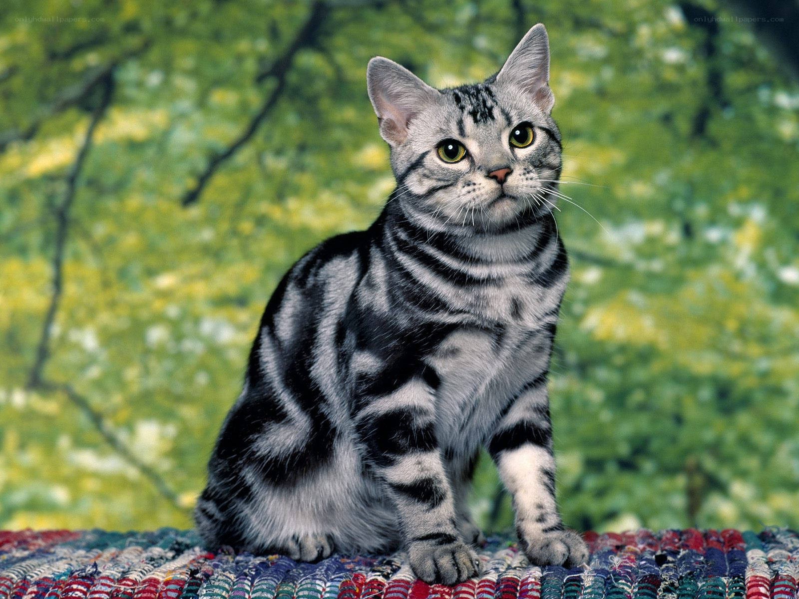 silver tabby cat on rug