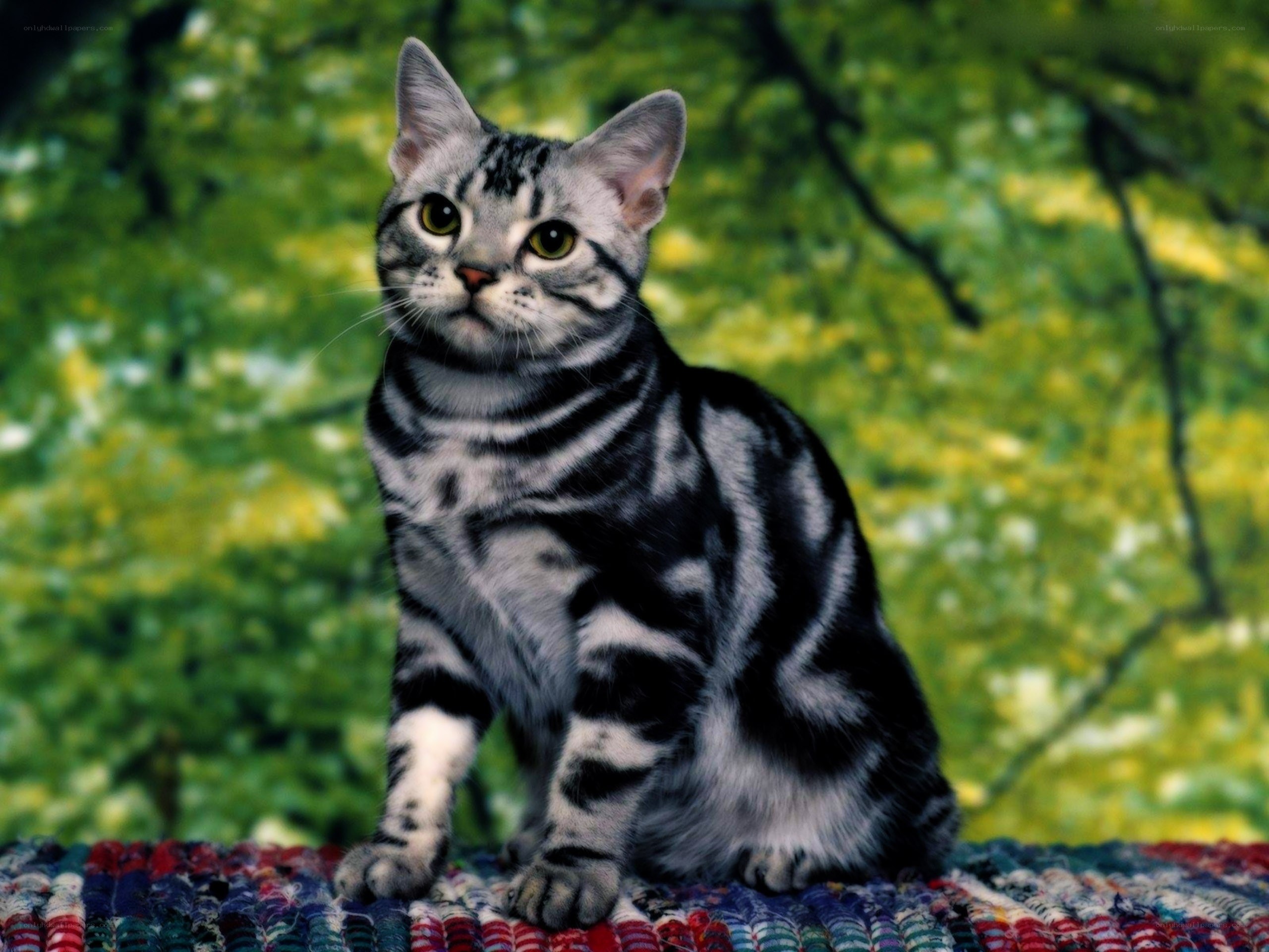 silver tabby cat on rug
