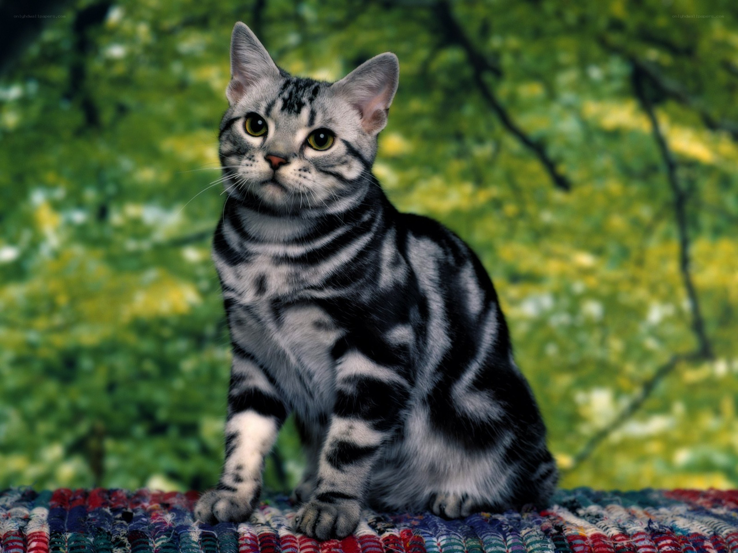 silver tabby cat on rug