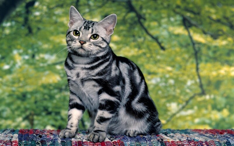 silver tabby cat on rug