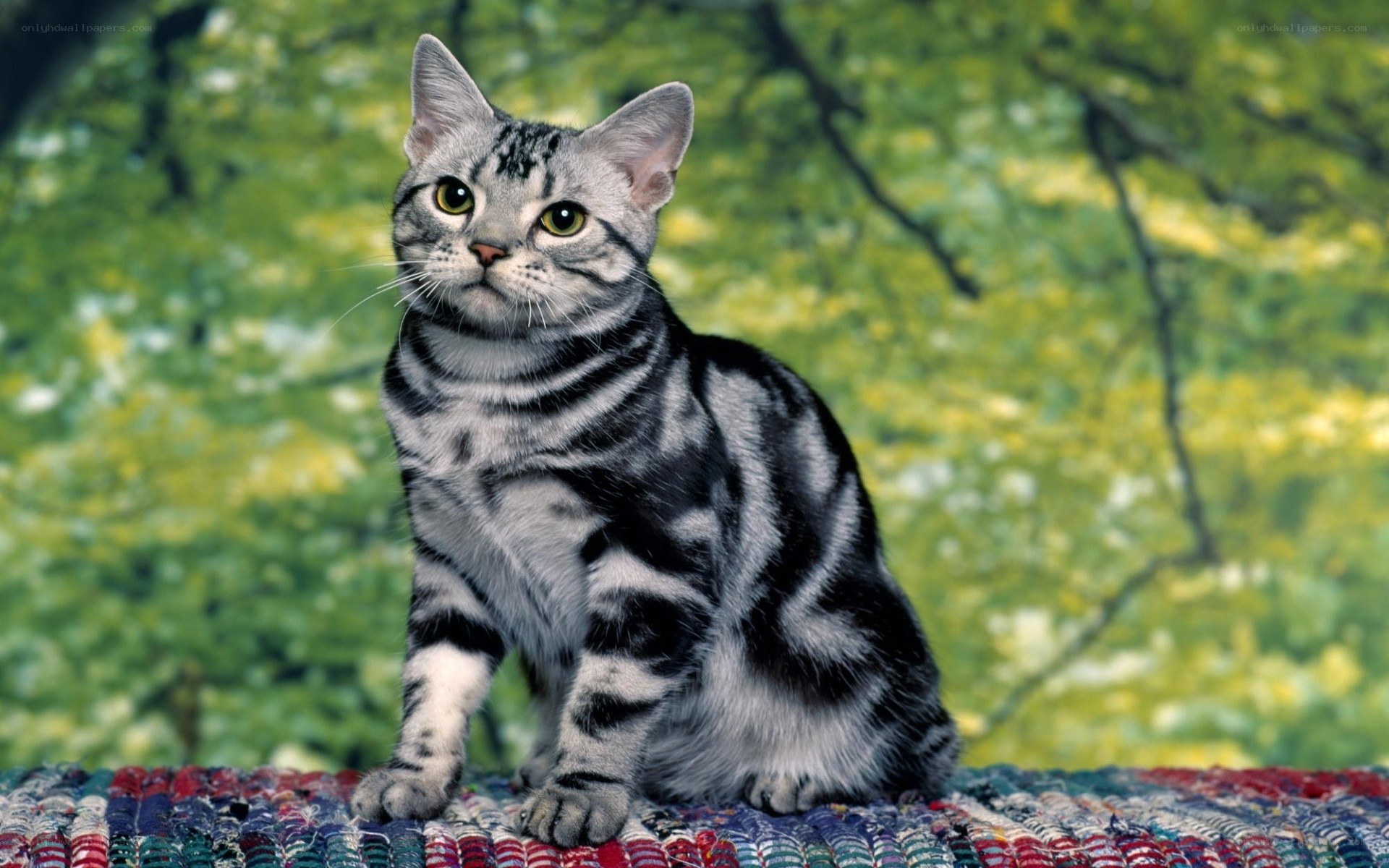 silver tabby cat on rug